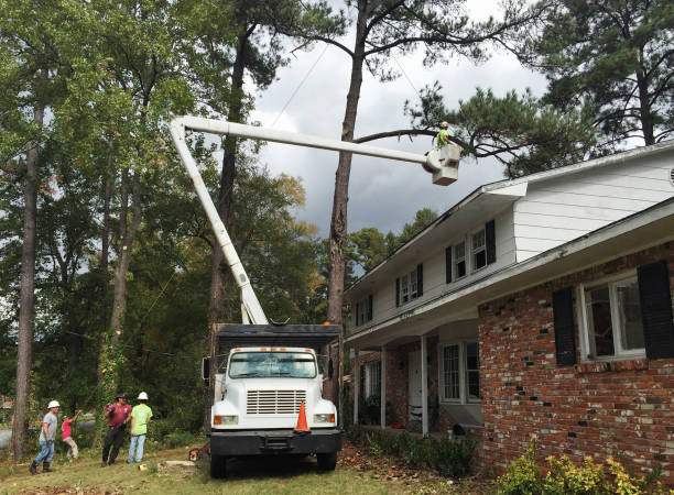 How Our Tree Care Process Works  in  Walnut Ridge, AR