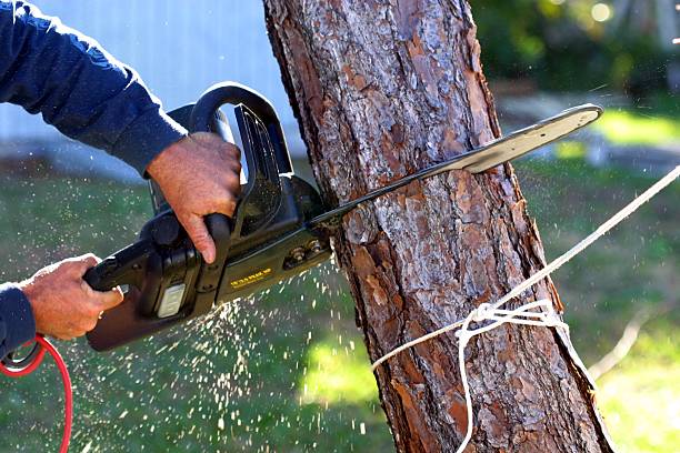 Reliable Walnut Ridge, AR Tree Services Solutions