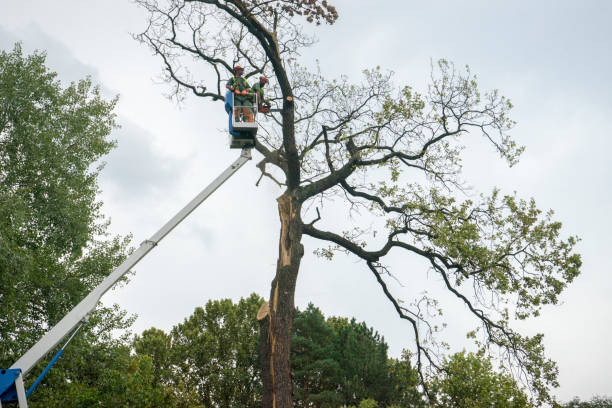 Seasonal Cleanup (Spring/Fall) in Walnut Ridge, AR